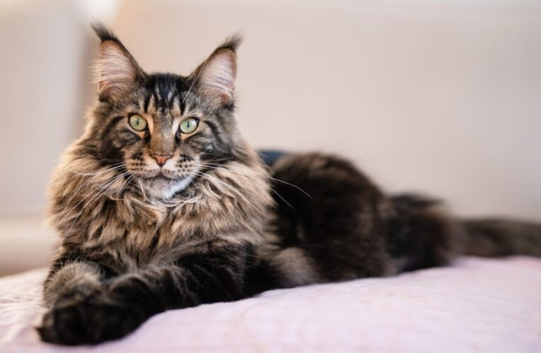 The Maine Coon Cat: The Definitive Breeds Guide Best Breeds