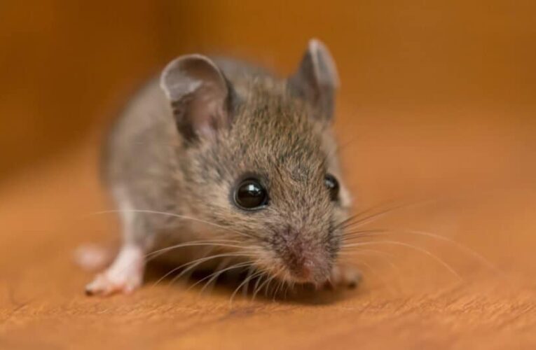 Ways to Keep Mice Out of Houses | How to Remove Rodents