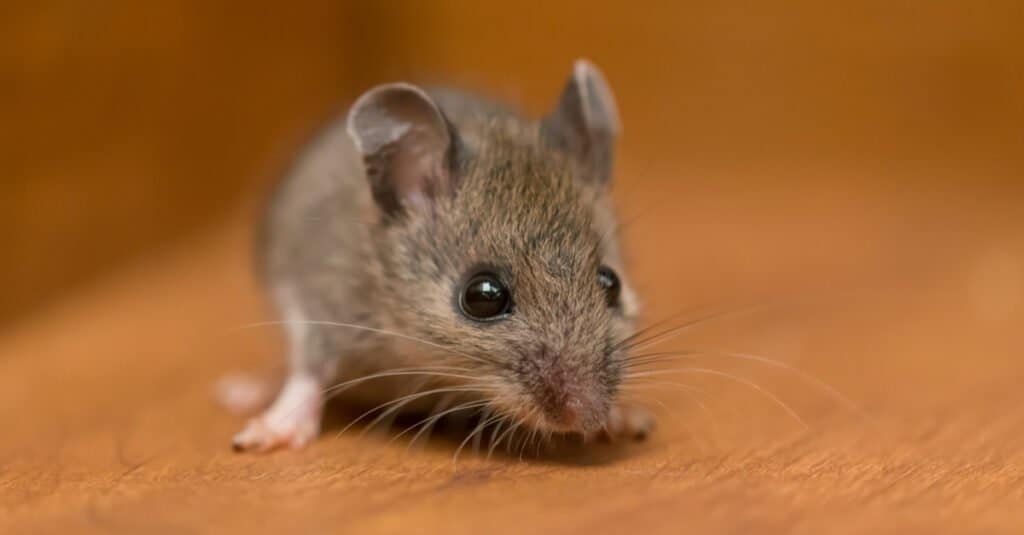 Ways to Keep Mice Out of Houses