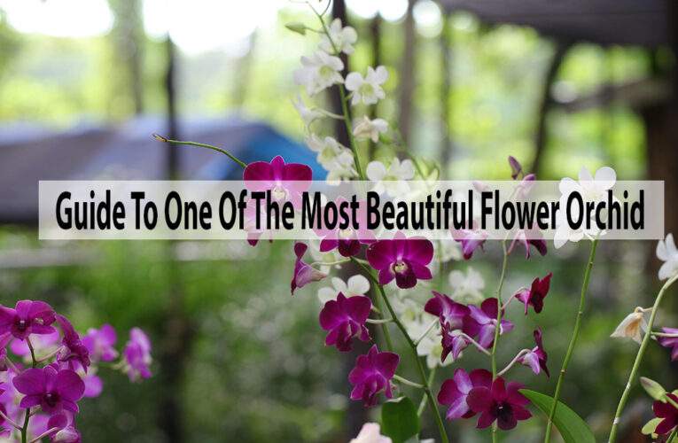 A Complete Guide To One Of The Most Beautiful Flower Orchid
