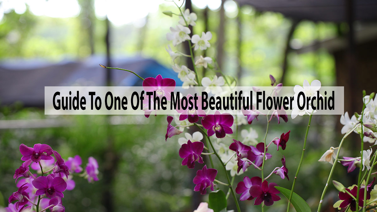 Guide To One Of The Most Beautiful Flower Orchid